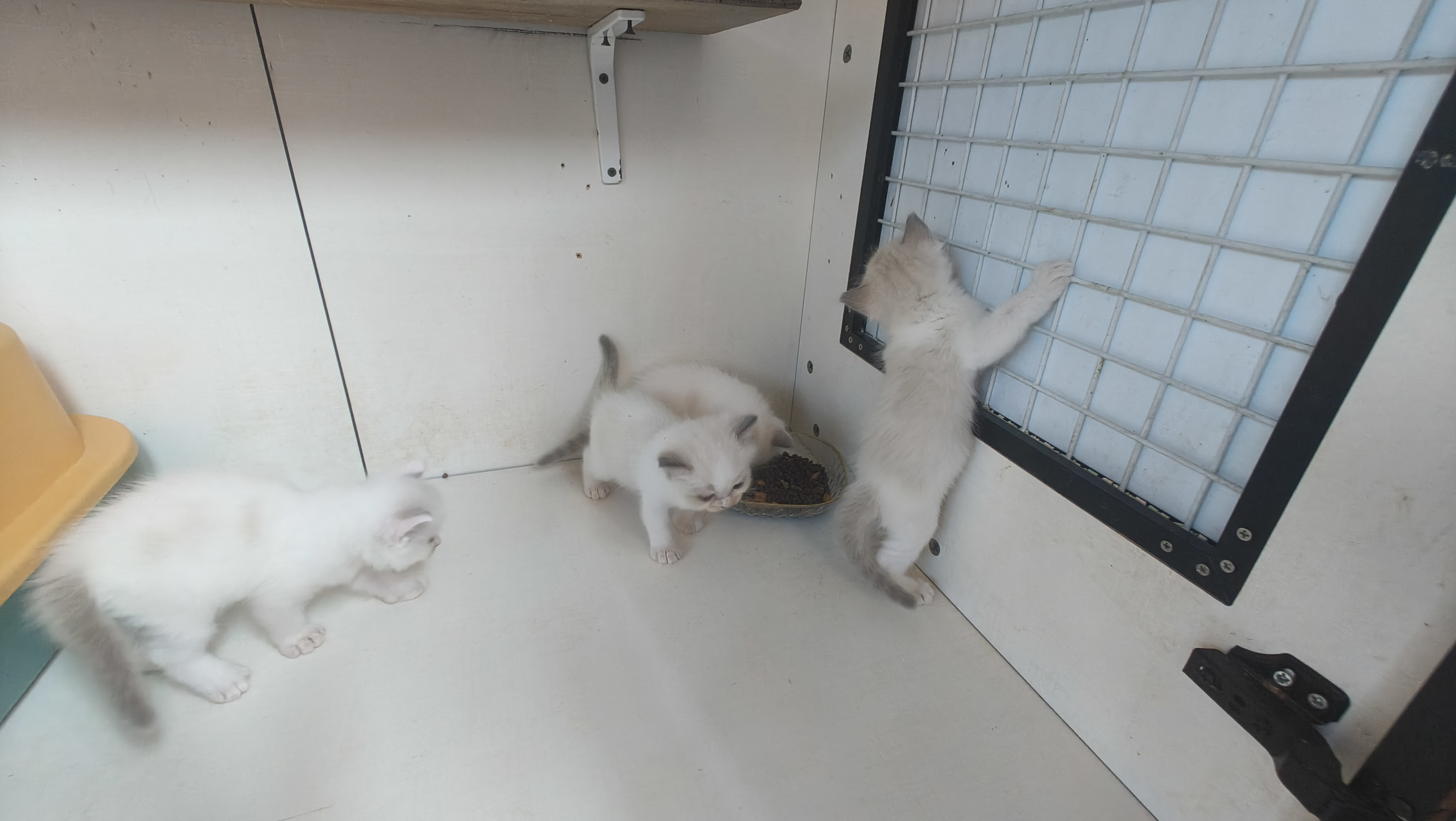 急急急出家养布偶幼猫,一窝六只,弟弟妹妹都有,可挑选,欢迎咨询